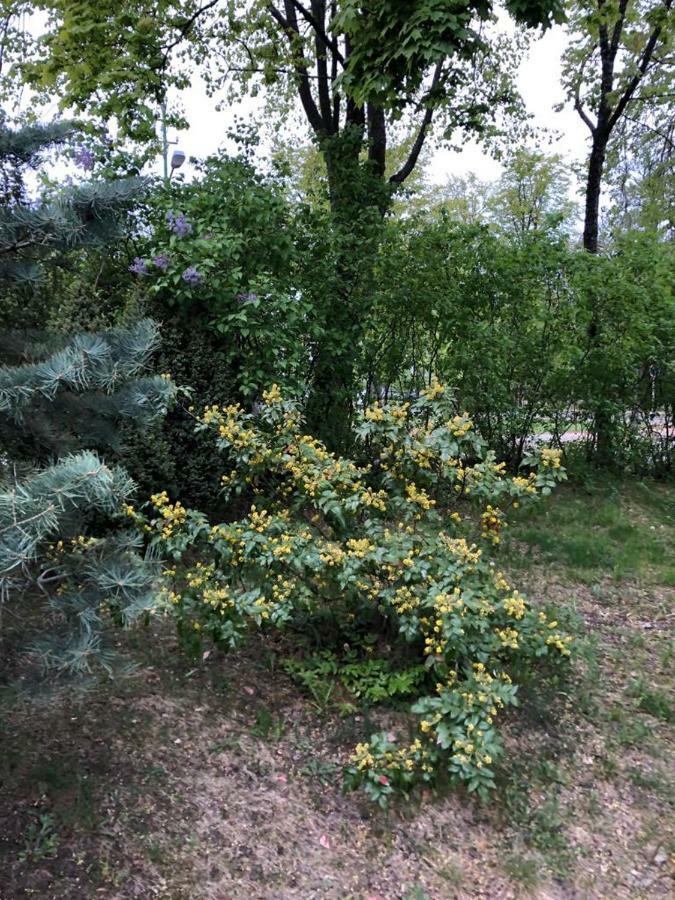 Vila Bohema Palanga - 4 Apartamentu Vila Kestucio G. 11 Hotel Kültér fotó